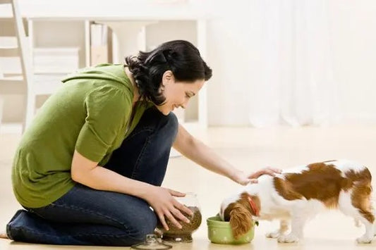 Separation Anxiety Solutions: How Dog Day Care Can Help Your Pup