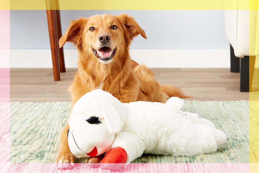 Why Do Dogs Love Lamb Chop Toy?