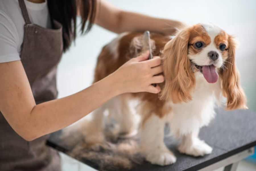 How To Keep Dog Head Still While Grooming?