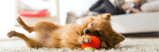 Why Do Dogs Roll on their Toys?
