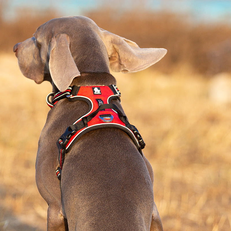 Adjustable Nylon Pet Dog Harness